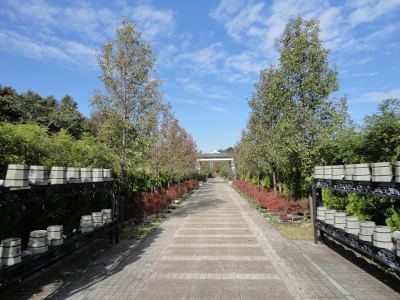 ���t���a�̗쉀