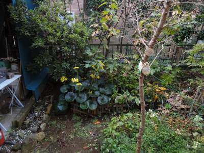 �䂪�Ƃɂ��c���u�L���炫�n�߂܂���