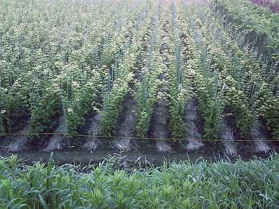 �����Ŕ�