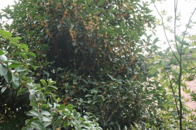 ���؍҂̍��� 