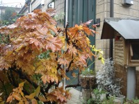 �J�̌��֐�