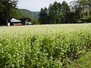 ���΂̉ԑS�J