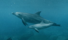 �䑠���̃C���J�̐e�q