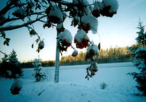 ���b�v�����h�ŎB�e�B