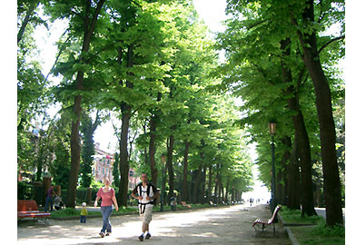 �΂̎U�����B�r�ɃJ��������