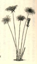 �p�s���X�B�ʐ^���Ȃ������̂Ŗ{�̃C���X�g����B