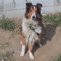 �A�~�����̃n���T���ȃp�p�E�����E