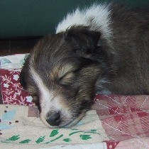 ���₷��Q�Ă���