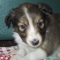 �J�������������Ăт����肵����