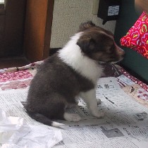 �ق�Ƃ��ɏ������I