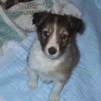 �A�~����񂪗����I