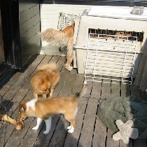 �O�Җʒk�I�H