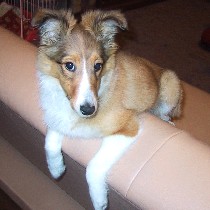 �\�t�@�[�̔w������ɏ��