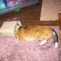 ���ݔ��r�炵�I