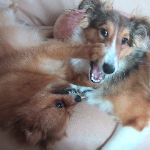 ���ǂ��Ȃ�ł��B