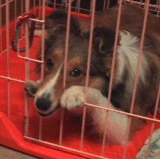 �n�E�X�͌������B