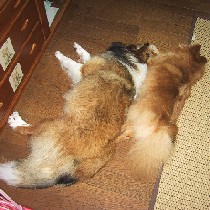 �Ȃ��������Q�p