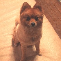 ��̓|���A�͓̂��āI�H