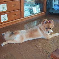 �����Q�����Ă��̥���