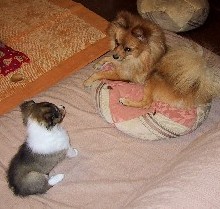 R�u���̒����Ă���͂����������̂�vA�u�͂��A�����Ȃ�X���E�E�E�v