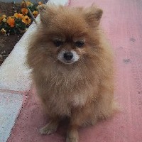 �ڂ���E�E�E