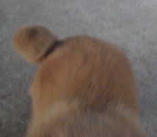 �Ղ�Ղ�I���т����̂�����