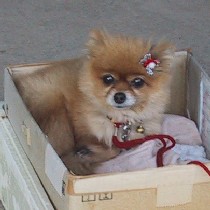 �Ԃ����{���̃`�r�����