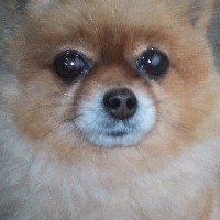 ���ږڂ��L���L����