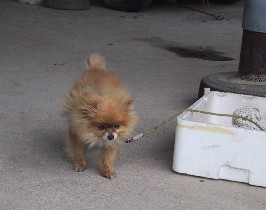 ���������ȃ`�r�����