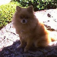 ��̏�ɏ��̂��D���Ȃ̂�