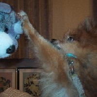 �ʂ�����݂Ƀp�[���`�I