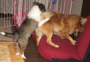 ���֎q�@�郊���A�����̂��K�ɂ����݂��A�~