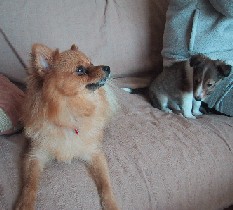 R�u�����V�C���̂��`�Ⴂ�́I�vA�u�ւ�����̒ʂ�ŁE�E�E�E�v