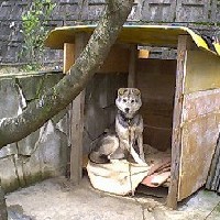 ���̖؂̉��̏Z�܂��ł�