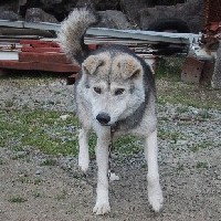 �W���[�L�[����������A���܂���������Ȃ������ɐH�ׂĂ��ꂽ