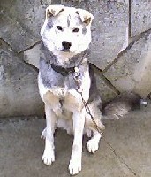 �q�g������Ɖ��������Ǝv���̂��A���������肵�Ă����