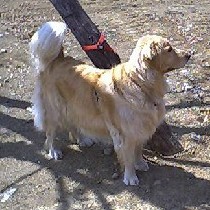 ���킲��Ɨl�q�����������Ă݂�