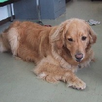 �N�[���[�̗����������ŐQ�Ă��B�Q�N���̊�