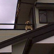 �Q�K���猩���낷