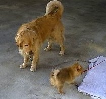 �Ȃ񂩂��������Ȃ��`�E�E�E