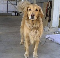 �ق��؂����ӂ����ł��