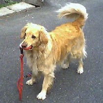 ���[�h�����킦�āu���U����������I�v