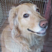 �K���X�̂ނ����Łu�̓@�`�v