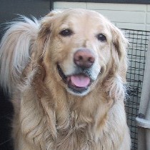 ���ꂵ�����`��