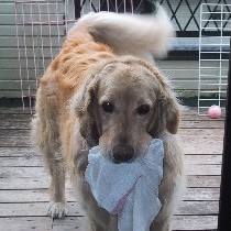 �V��ł�����`�́I