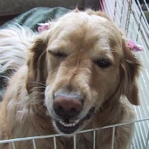 �������K�E�I�Y�E�̃E�C���N�I