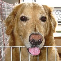 �ǂ��H�����̊�