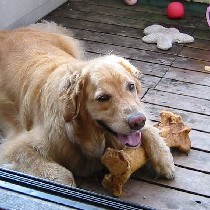 ����ρA�}�����X�{�[���ō��I