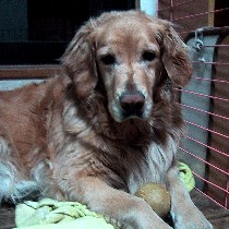 �ۂ����́i�{�[���j��D���I