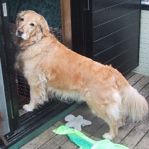 ���ł������܂��I